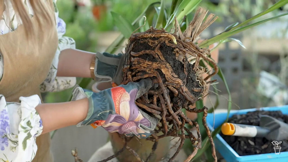 Orchid Tidy-Up