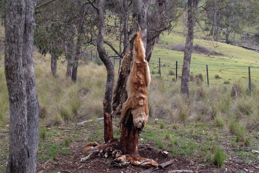 Dead wild dogs hang from a tree ion Victorian bushland.