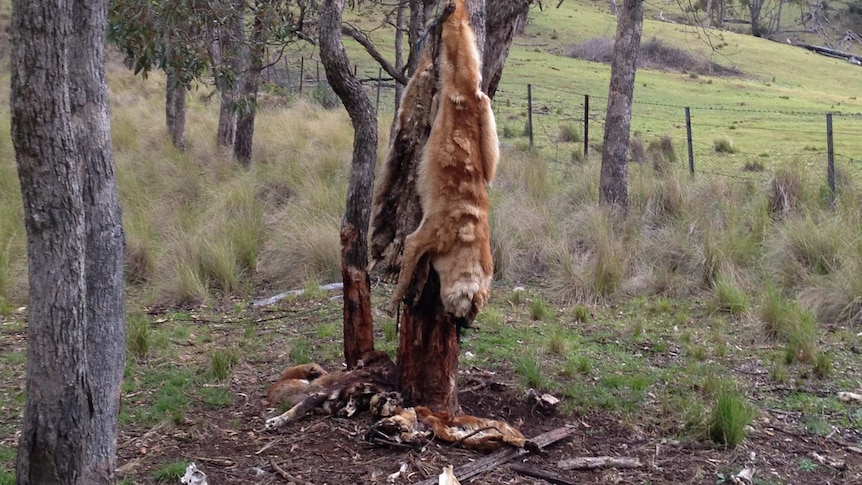 Dead wild dogs hang from a tree in NSW