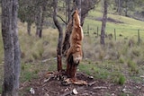 Dead wild dogs hang from a tree