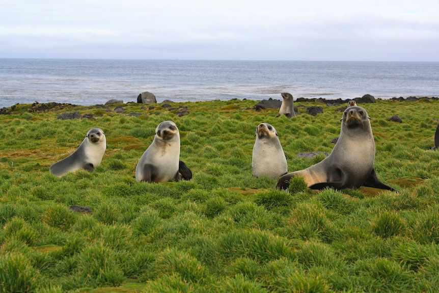 Antarctic fur seals