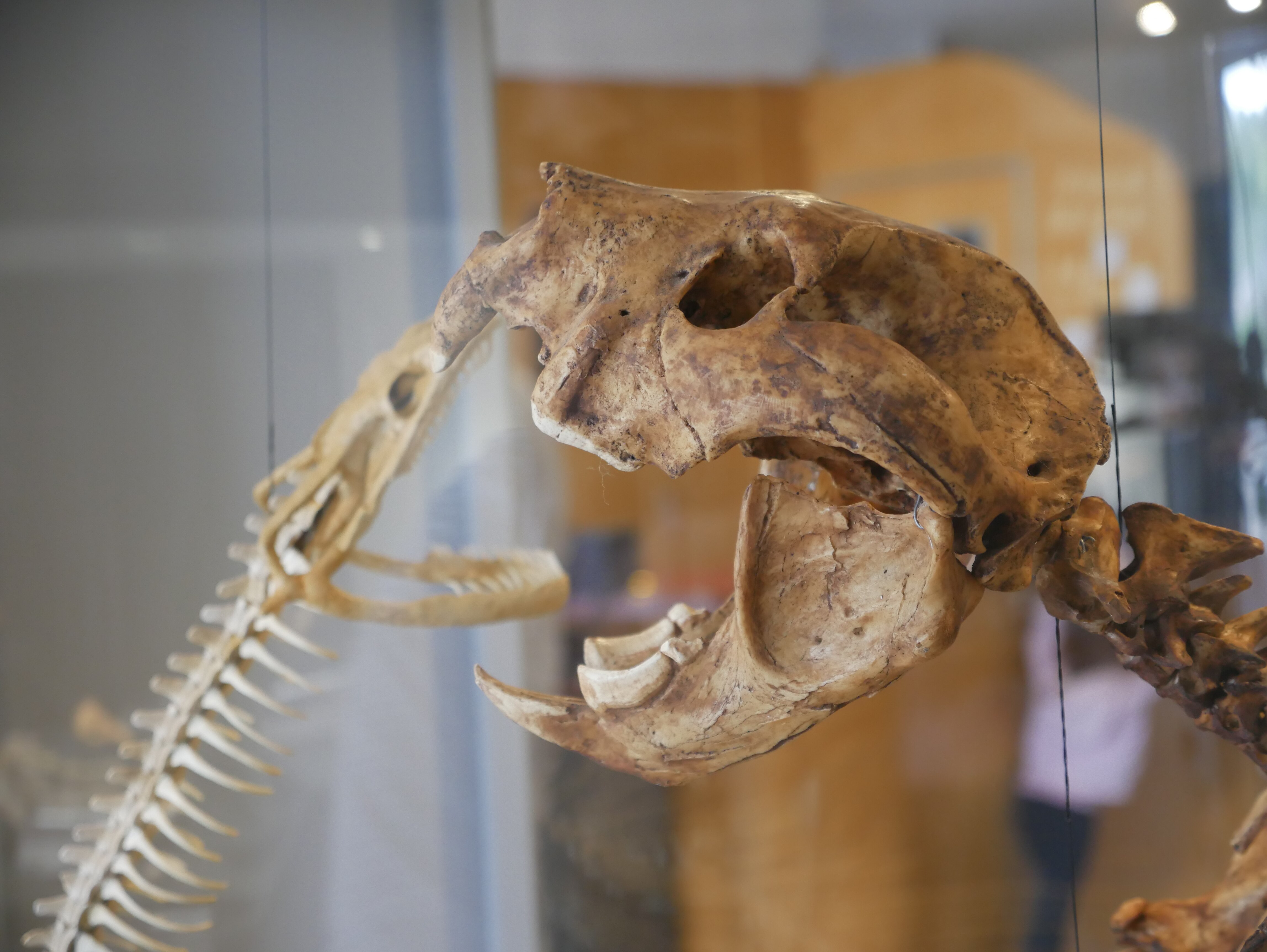 Two fossil skeletons in a glass display case. 