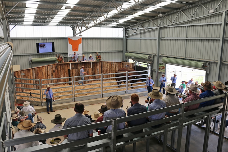 Auction underway at Yulgilbar Station's selling complex.