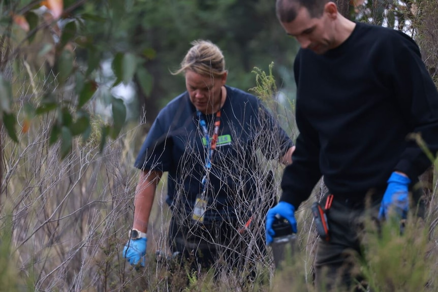 Two police officers search dense bushland