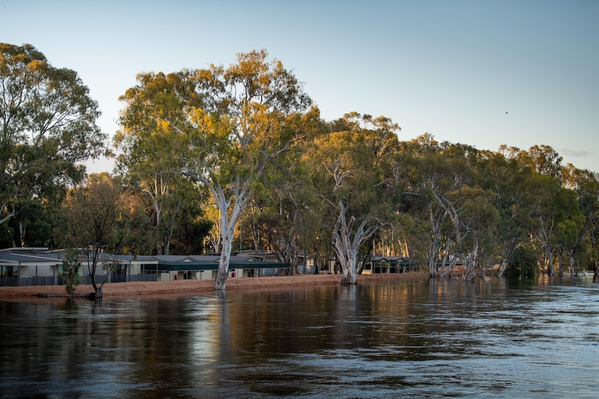 The high water level along the bank of the River Murray.