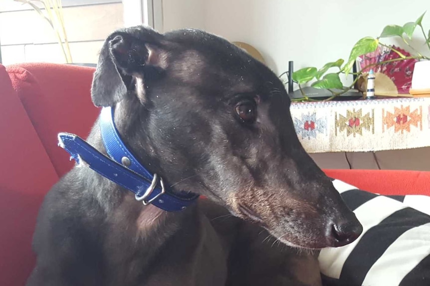 A greyhound lies down on red couch inside looking to the side.