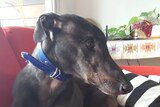 A greyhound lies down on red couch inside looking to the side.