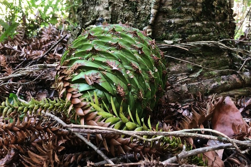 A large bunya pine cone on the ground next to a tree