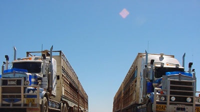 Cattle road trains