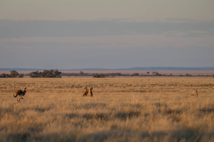 A paddock at sunset. You can see some kangaroos hopping and having a scrap with each other in the background.