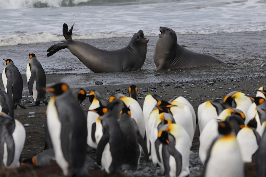 麦觉理岛海岸附近的海豹和王企鹅