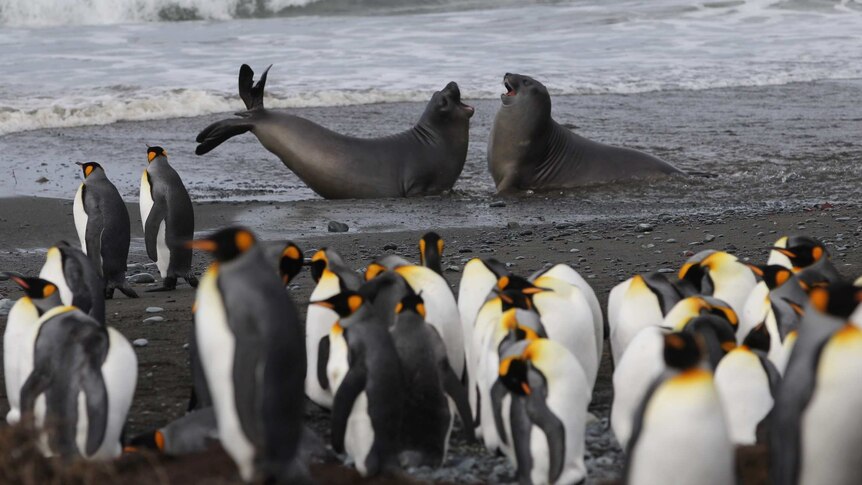 Seals and king penguins off the coast of Macquarie Island
