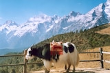 Domesticated yak near Lijiang