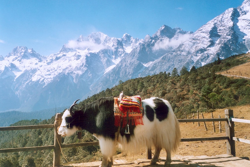 Domesticated yak near Lijiang