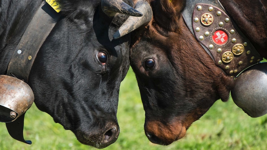 A black cow and a brown cow with horns and traditional Swiss collars butt heads