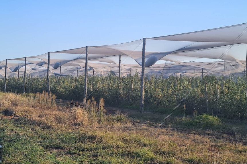 Huge piles of hail weigh down nets above rows of fruit trees.