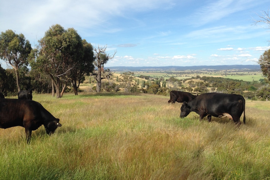 Cattle grazing on a hill. 