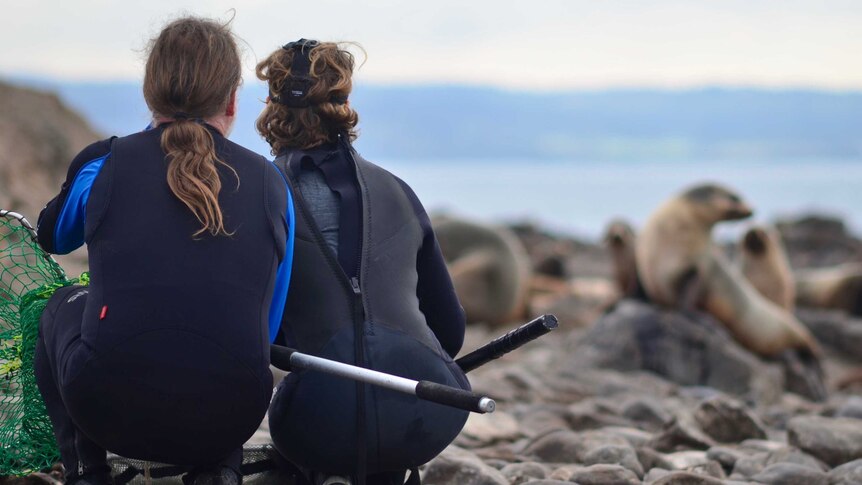 Researchers prepare to pounce on seals with plastic caught on their necks at Seal Rocks.