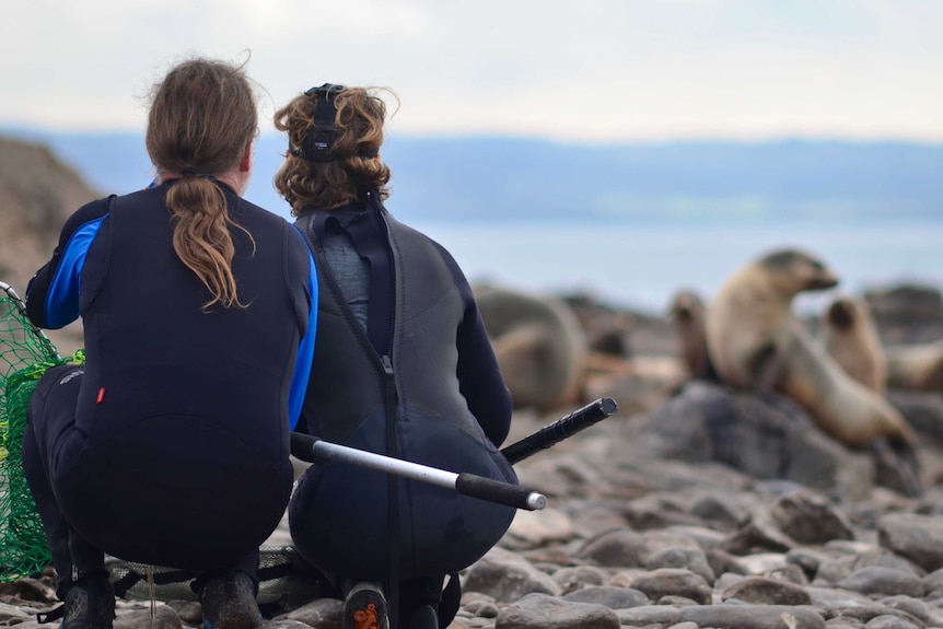 Researchers prepare to pounce on seals with plastic caught on their necks at Seal Rocks.
