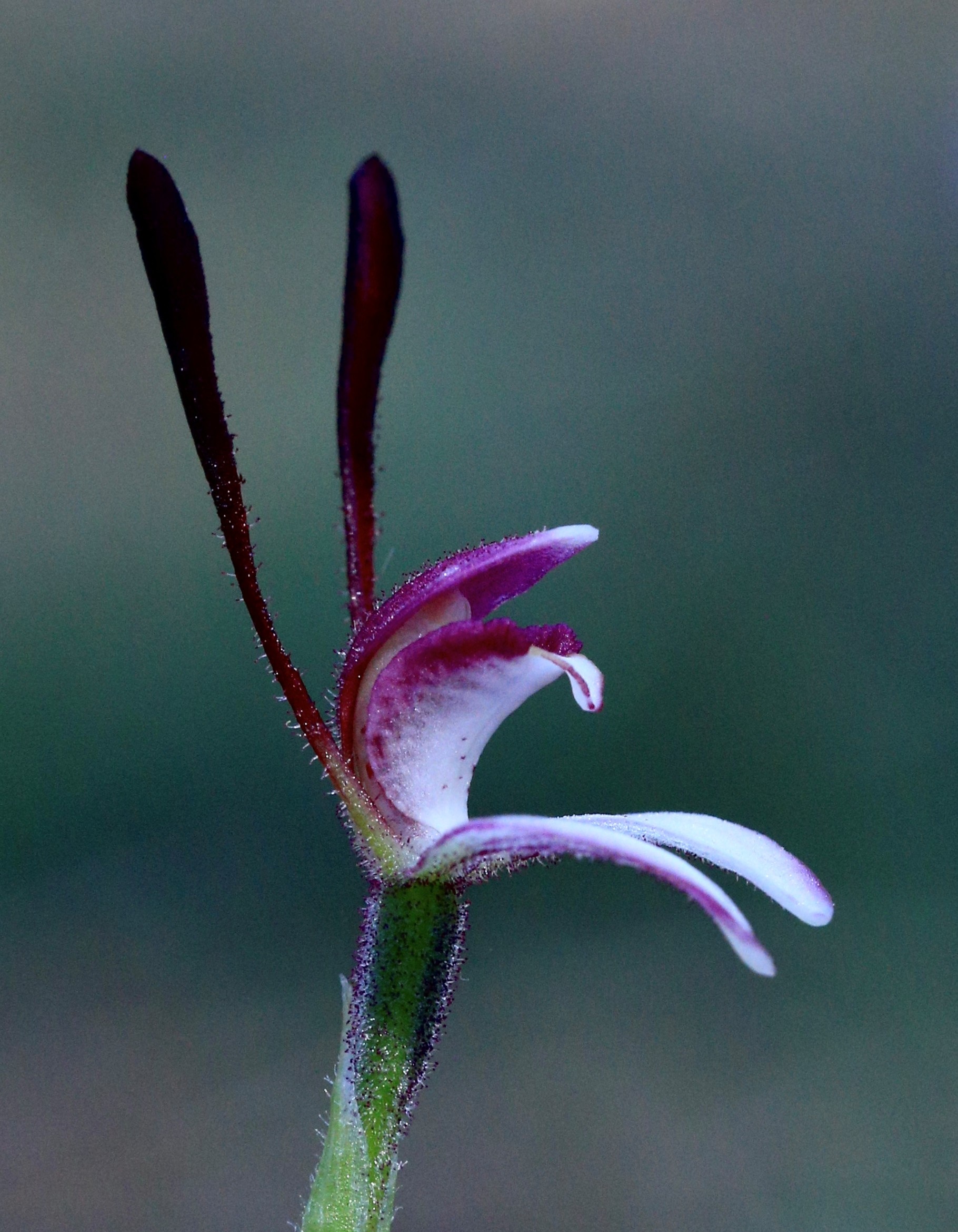 Una orquídea morada con un fondo azul verdoso.  