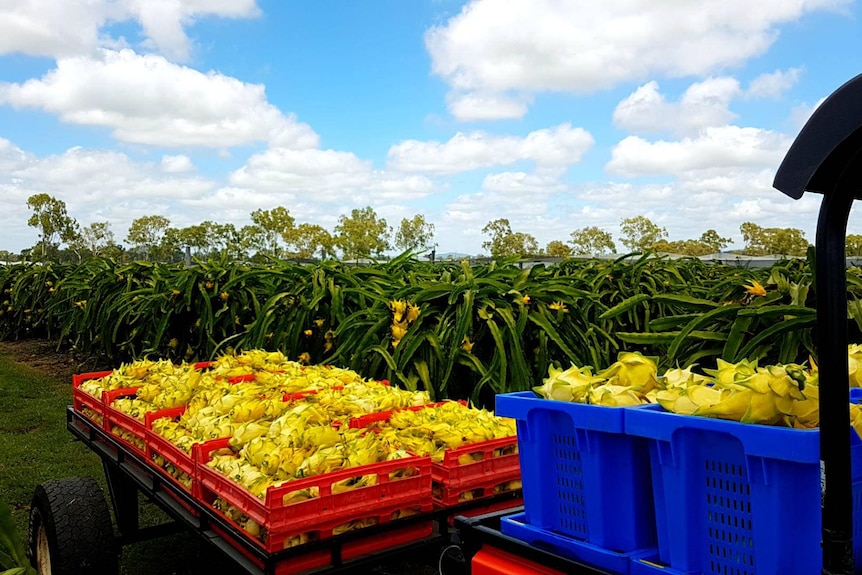 Bright yellow dragon fruit loaded up in crates next to the cactus plants on the farm, blue sky.