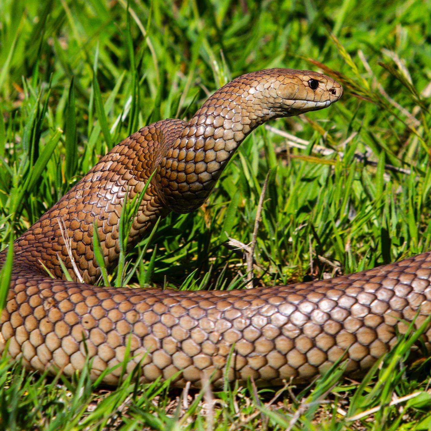 'Massive' Eastern Brown Snake Found In Grounds Of Canberra Palliative ...