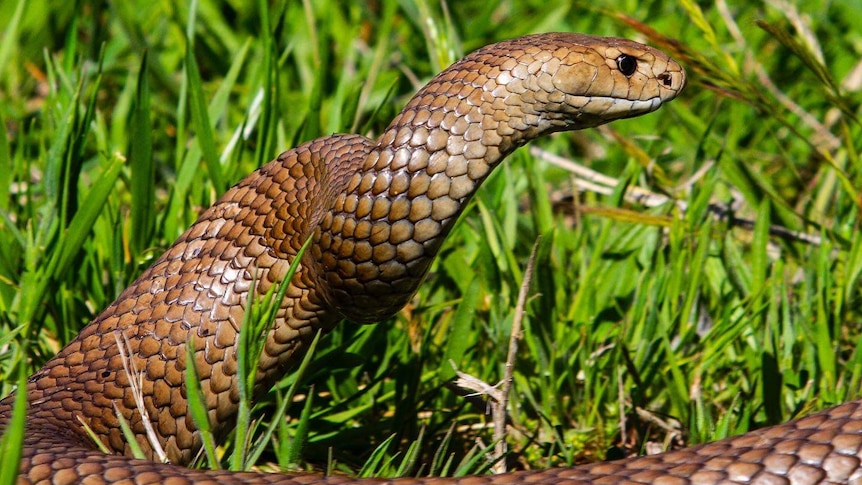 A snake rears its head in the grass
