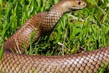 A snake rears its head in the grass