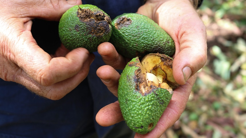 Farmer holds three damaged avocados.