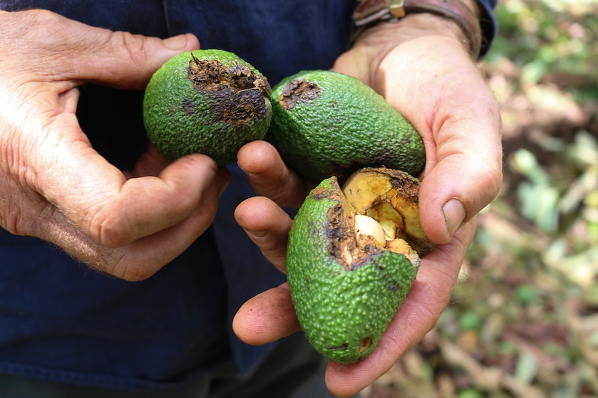 Farmer holds three damaged avocados.