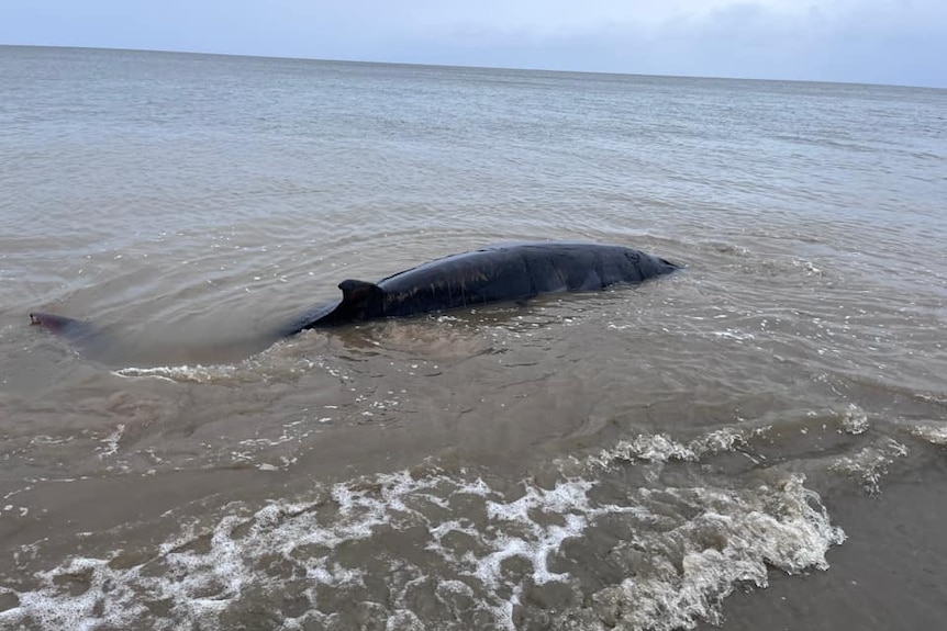 A small black whale returns to the ocean 