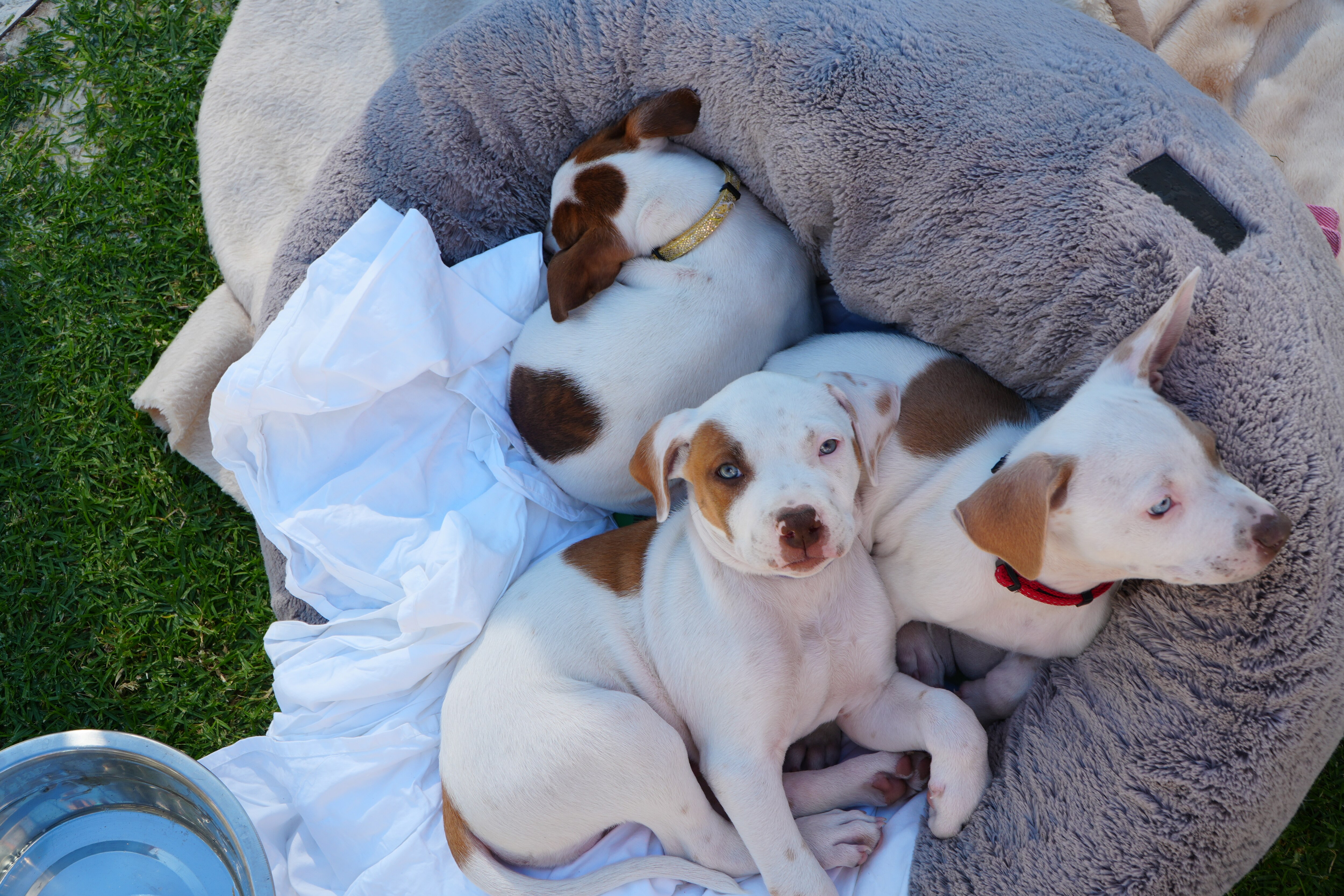 Three puppies sleeping in a bed.