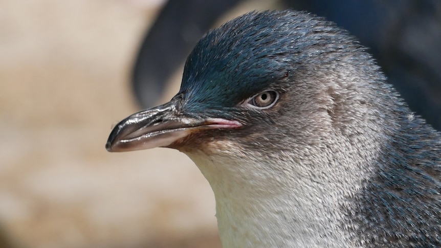 Meet Australia’s oldest little penguin, who has fathered chicks across the country