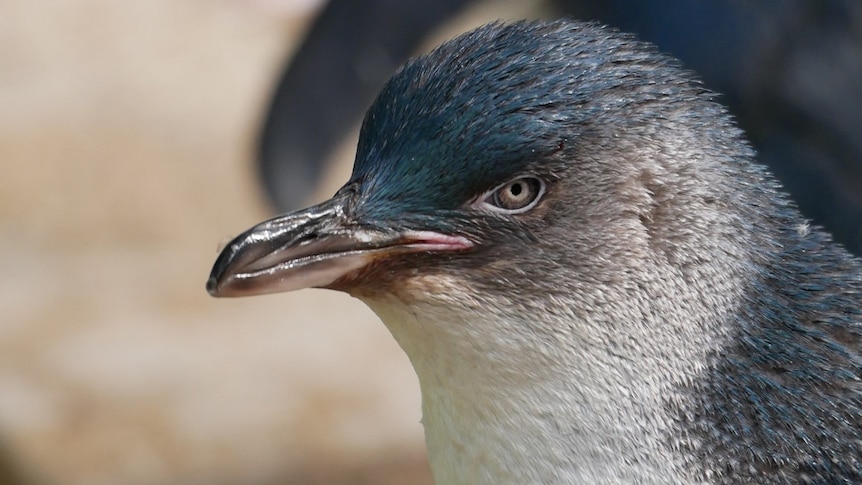 An aging little penguin.