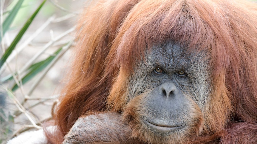 Adelaide zoo's Karta the orangutan