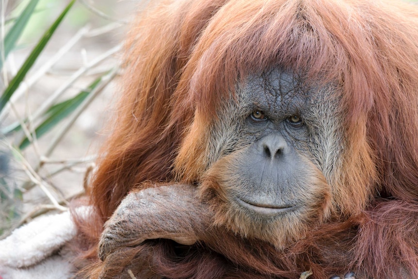 Adelaide zoo's Karta the orangutan