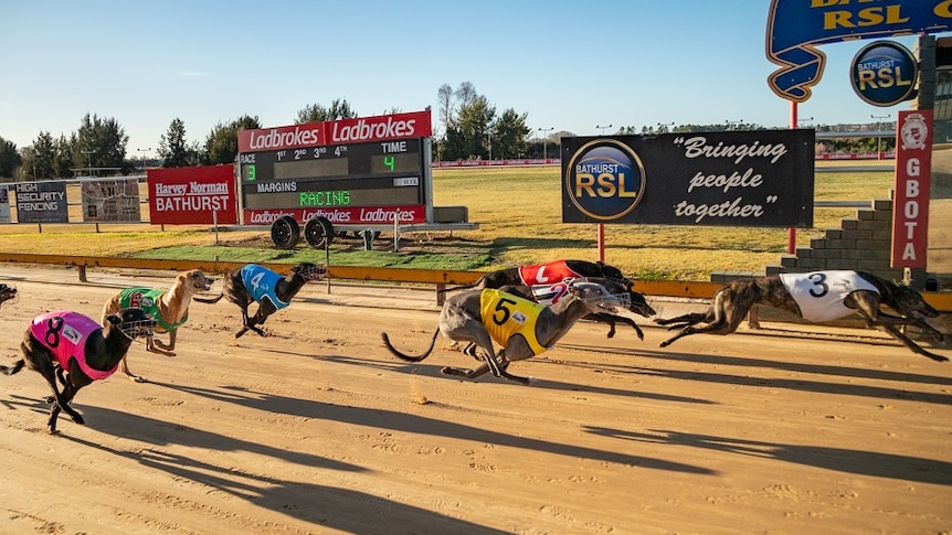 Greyhounds race on a track at Bathurst, NSW.