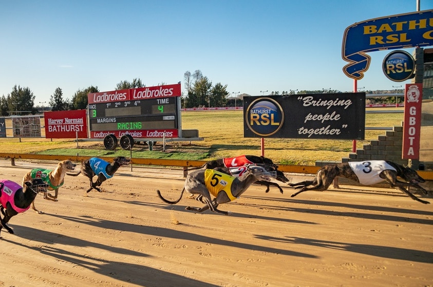 Greyhounds race on a track at Bathurst, NSW.