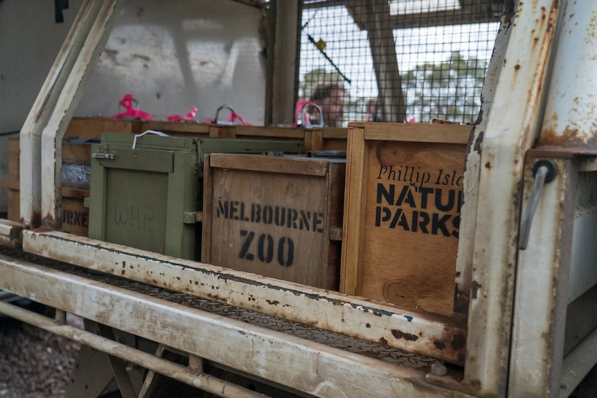 wooden boxes with Melbourne Zoo written on it on the back of a truck.