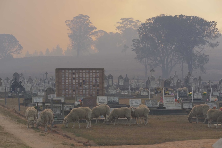 Sheep at the cemetery with smoke in the background