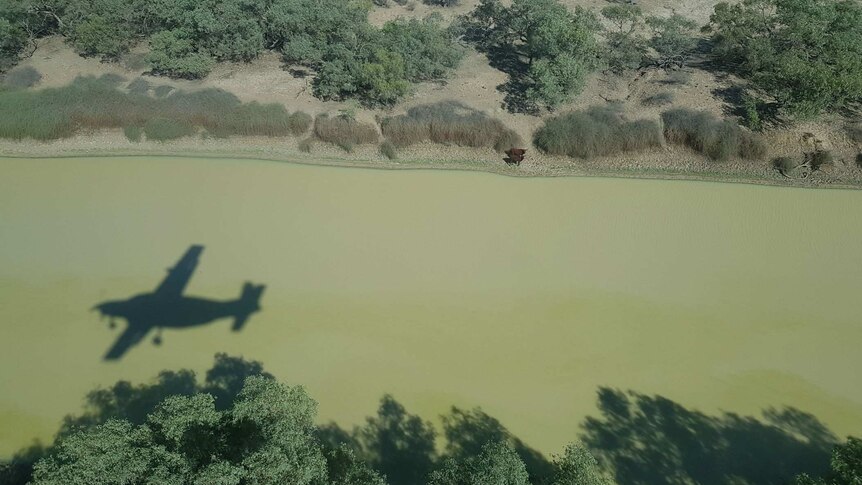 An aerial view of a brown river with a silhouette of a small plane on the water. Grass, scrub, dry land and some cattle nearby.