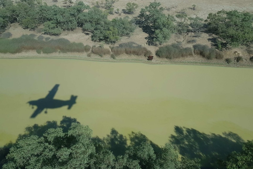 An aerial view of a brown river with a silhouette of a small plane on the water. Grass, scrub, dry land and some cattle nearby.