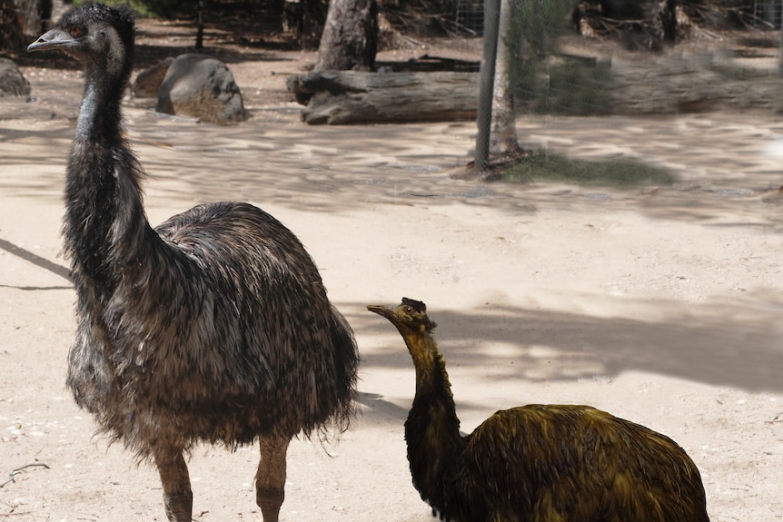 An illustration of an extinct King Island emu standing next to a mainland Australian emu. 