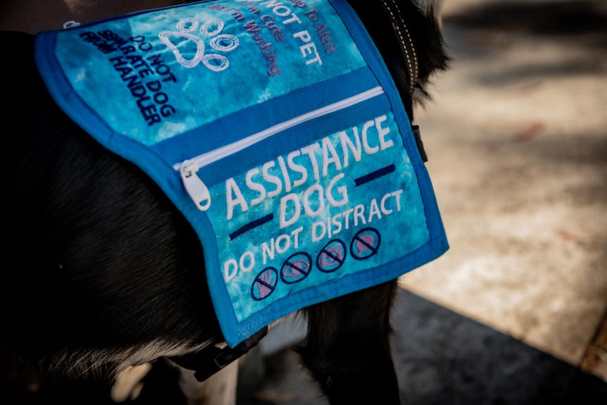 A close up of a blue vest on a border collie that reads 'assistance dog. Do not distract.'