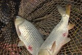 Female carp in a net