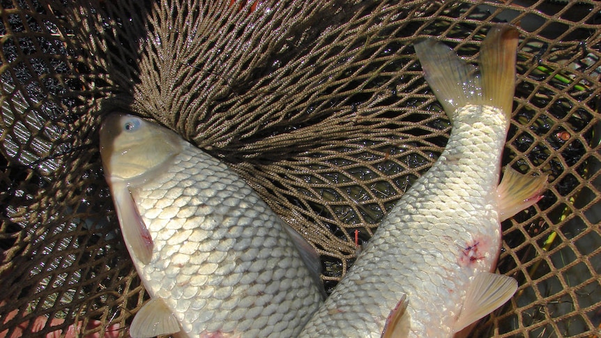 Female carp in a net after receiving pheromone implants