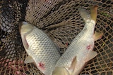 Female carp in a net