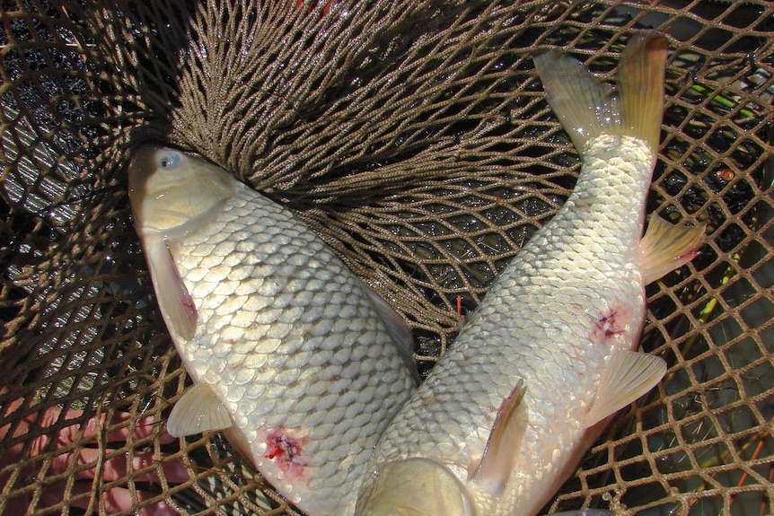 Female carp in a net after receiving pheromone implants
