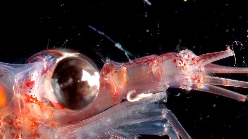 Krill netted in the Southern Ocean