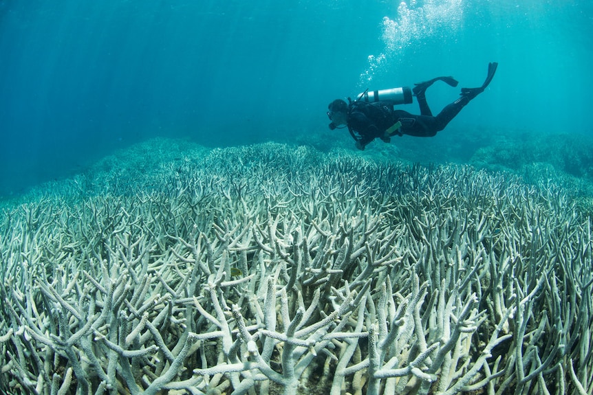 A scuba diver swims over a bleached coral reef.